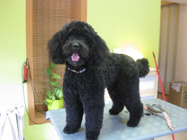 Pudel Benny